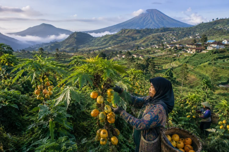Mengenal Budidaya Carica di Dataran Tinggi Dieng